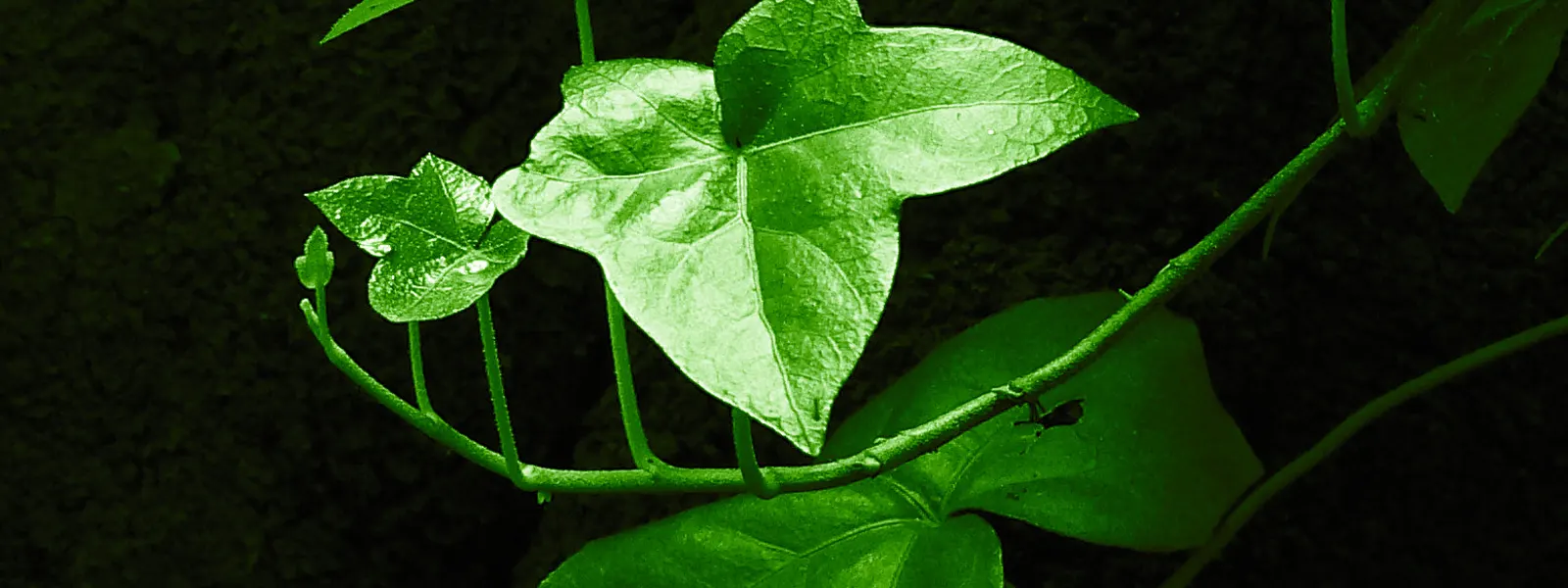 Mundo Verde | Productos naturales y suplementos en Arauca