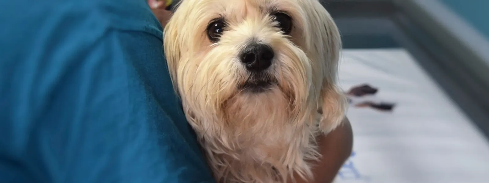 Casa veterinaria Dra zenayda Ruiz G