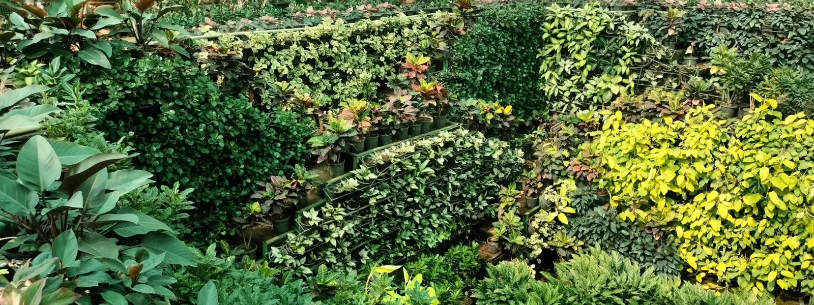 Vivero Agroforestal Araguaney